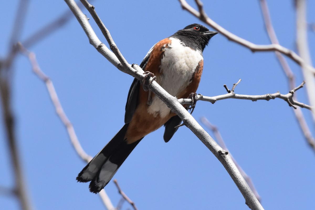 Spotted Towhee (oregonus Group) - ML142690111