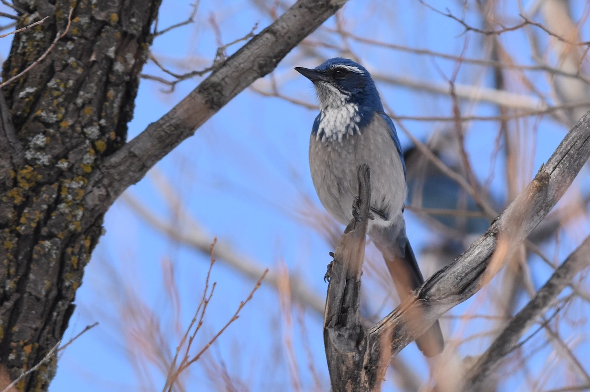 California Scrub-Jay - Caleb Strand