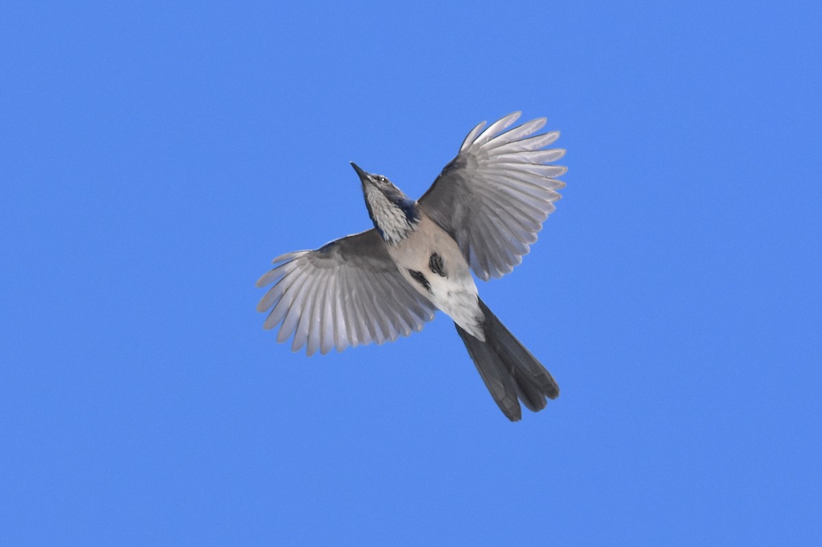 California Scrub-Jay - ML142690371