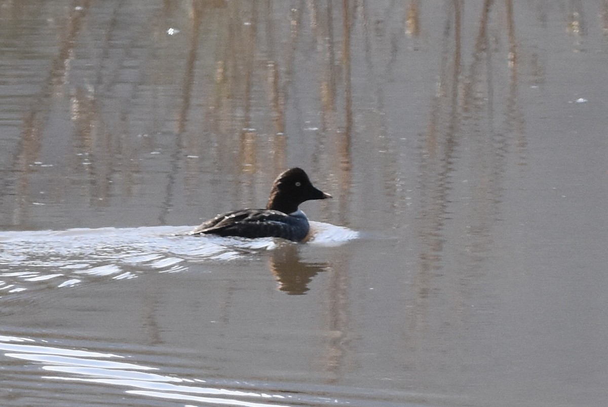 Common Goldeneye - ML142690391