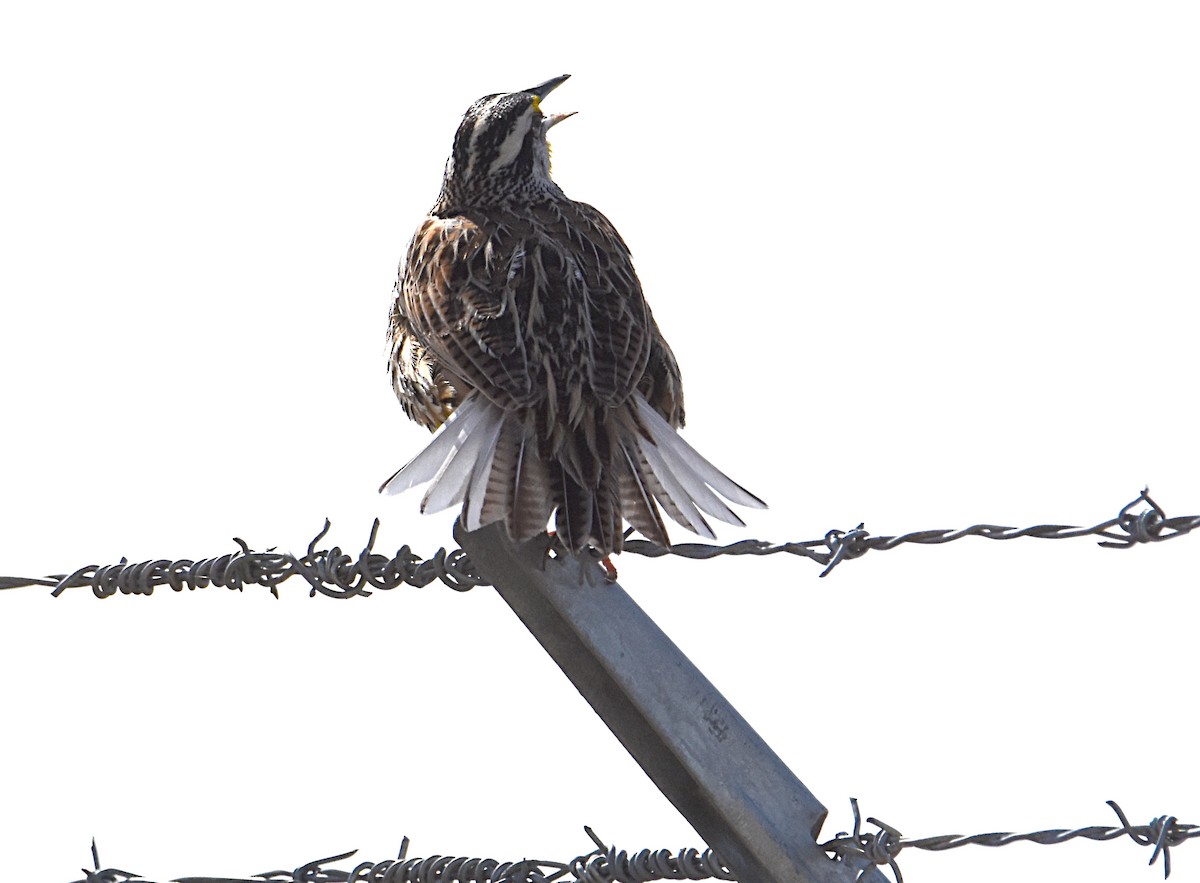 Eastern Meadowlark - Glenn Wyatt