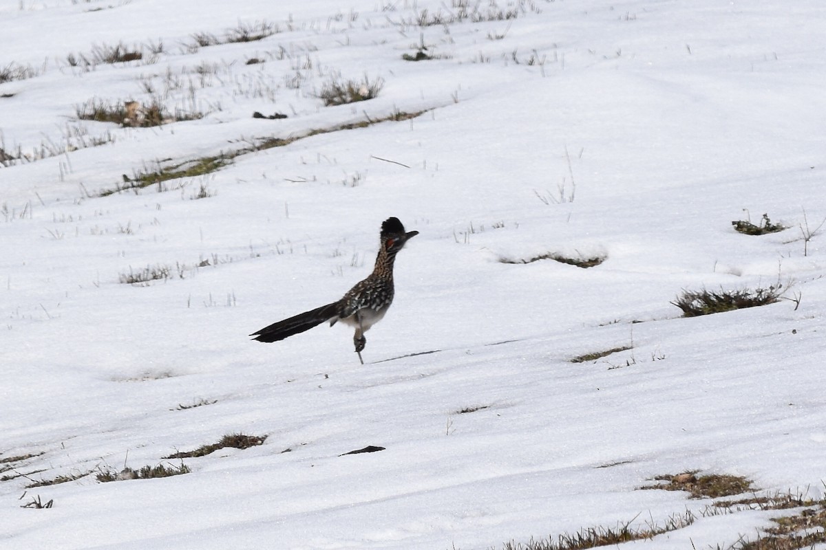 Greater Roadrunner - ML142690801