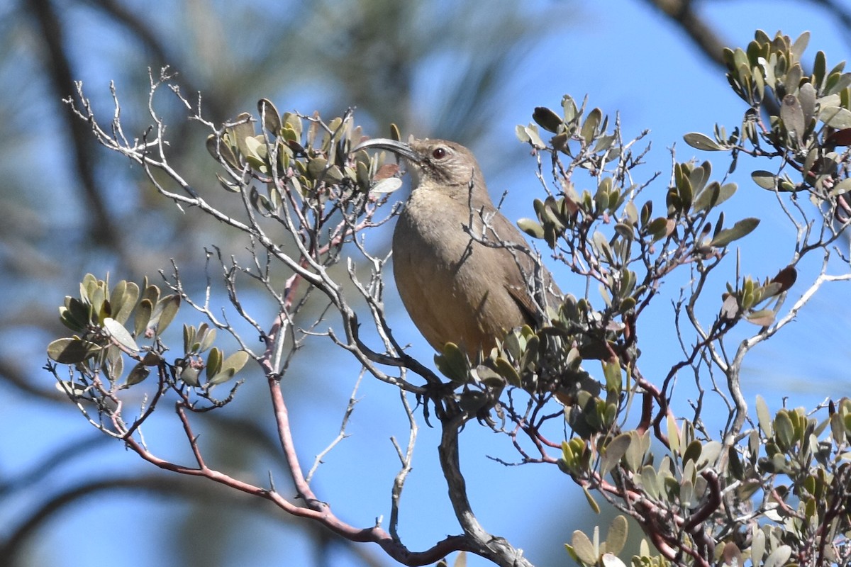 California Thrasher - ML142690941