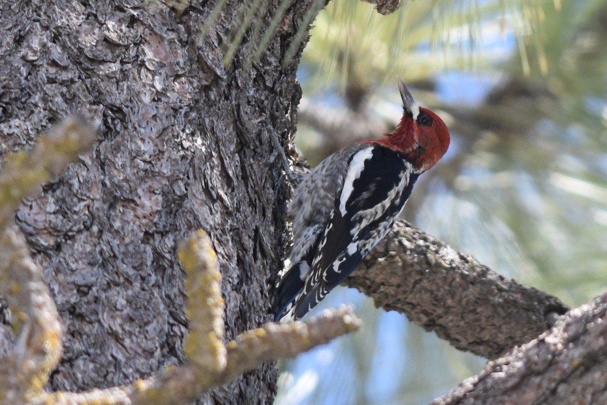 Red-breasted Sapsucker (daggetti) - ML142691291