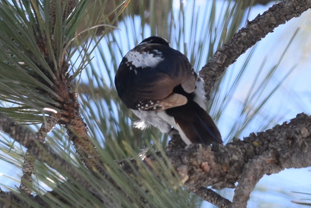 Hairy Woodpecker (Pacific) - ML142691531