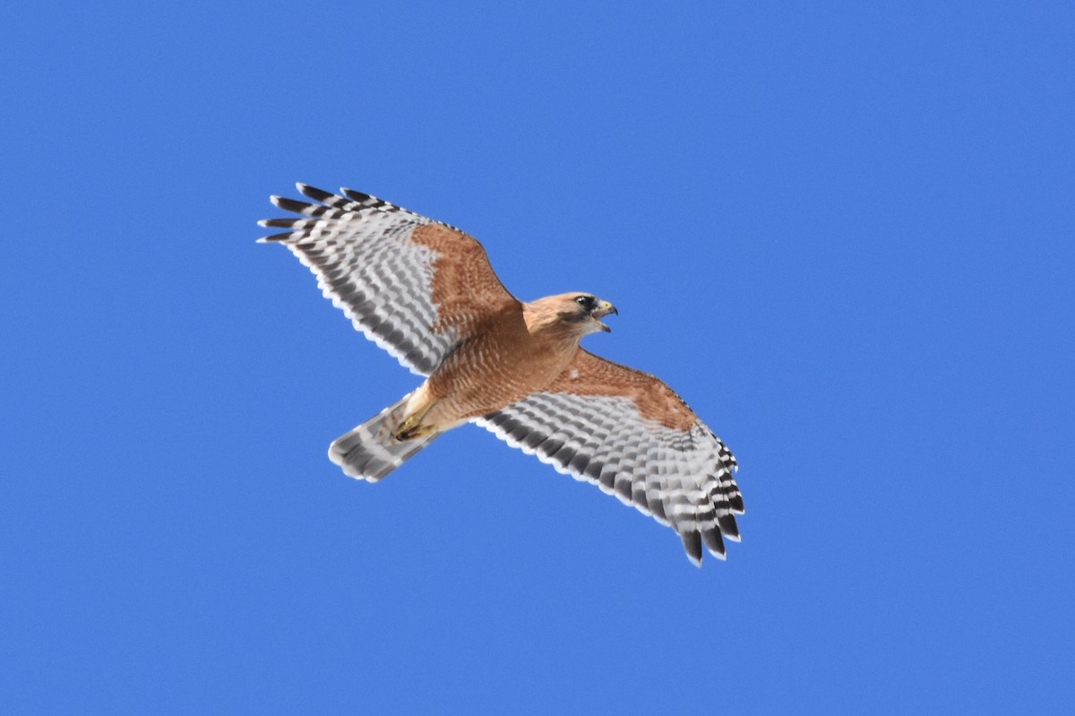 Red-shouldered Hawk (elegans) - ML142691771