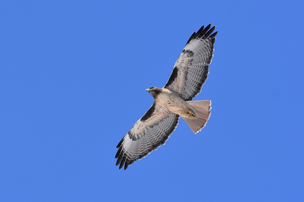 Red-tailed Hawk (calurus/alascensis) - ML142691941