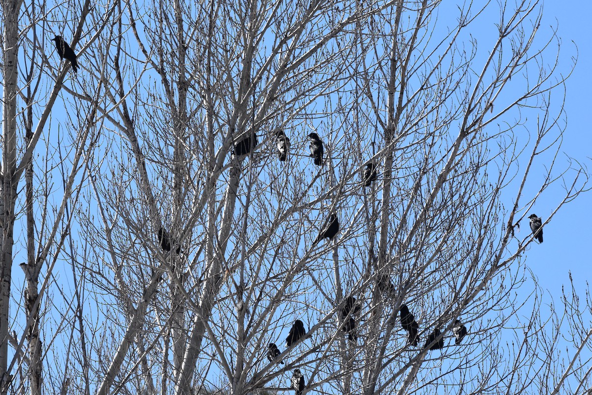 American Crow - ML142692281