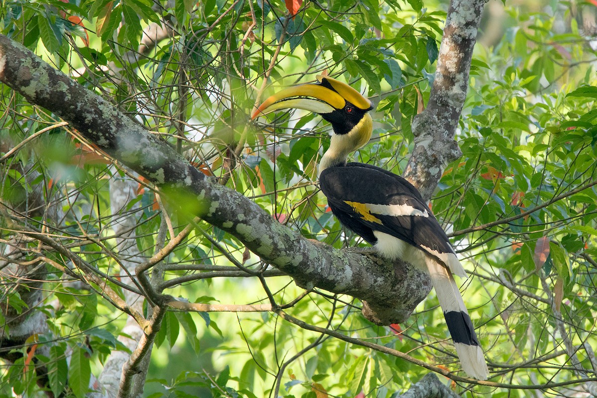 Great Hornbill - Ayuwat Jearwattanakanok