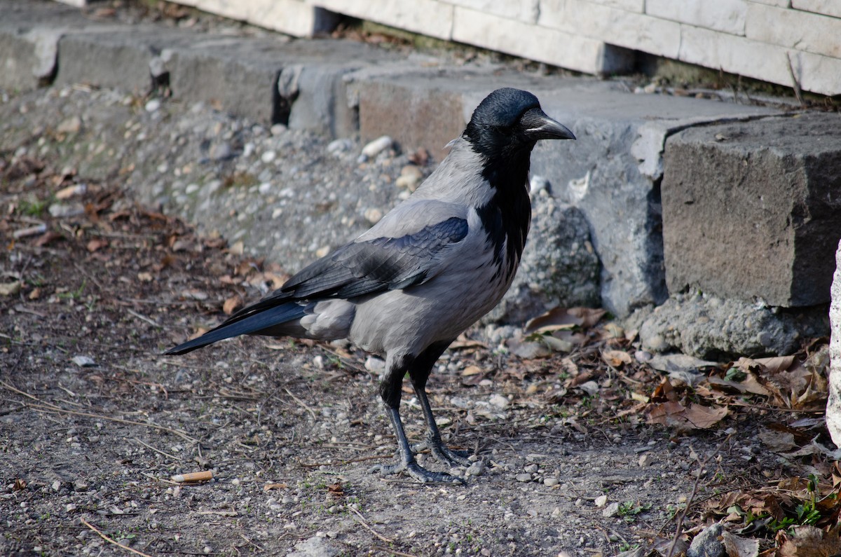 Hooded Crow - Mason Maron