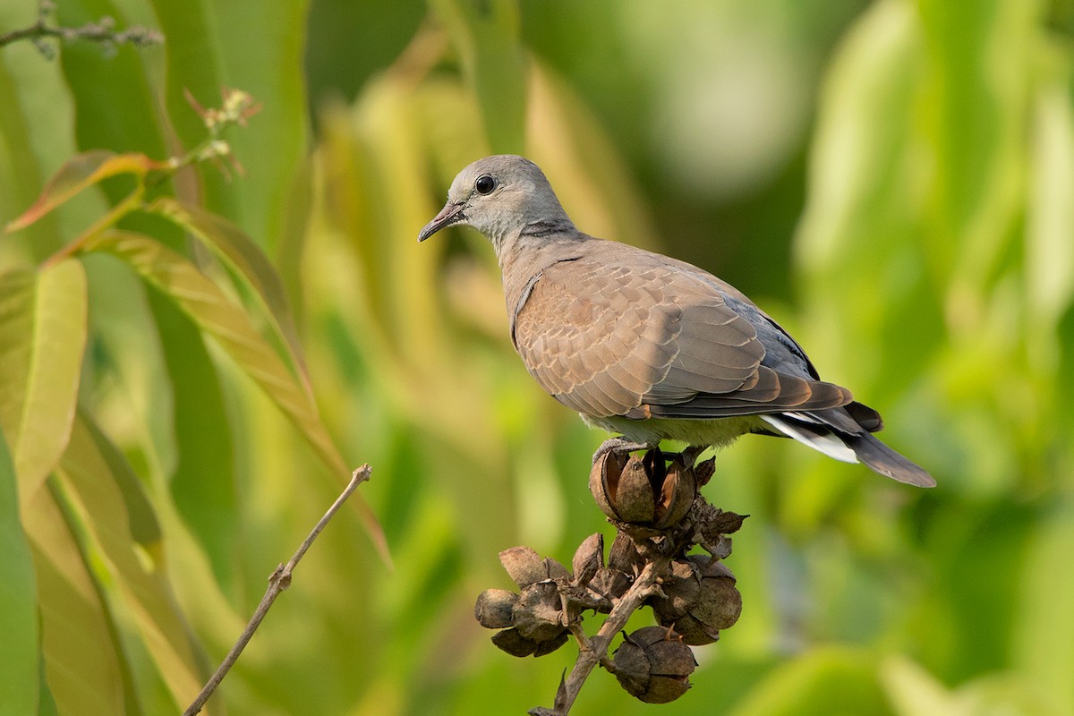 Red Collared-Dove - ML142692671