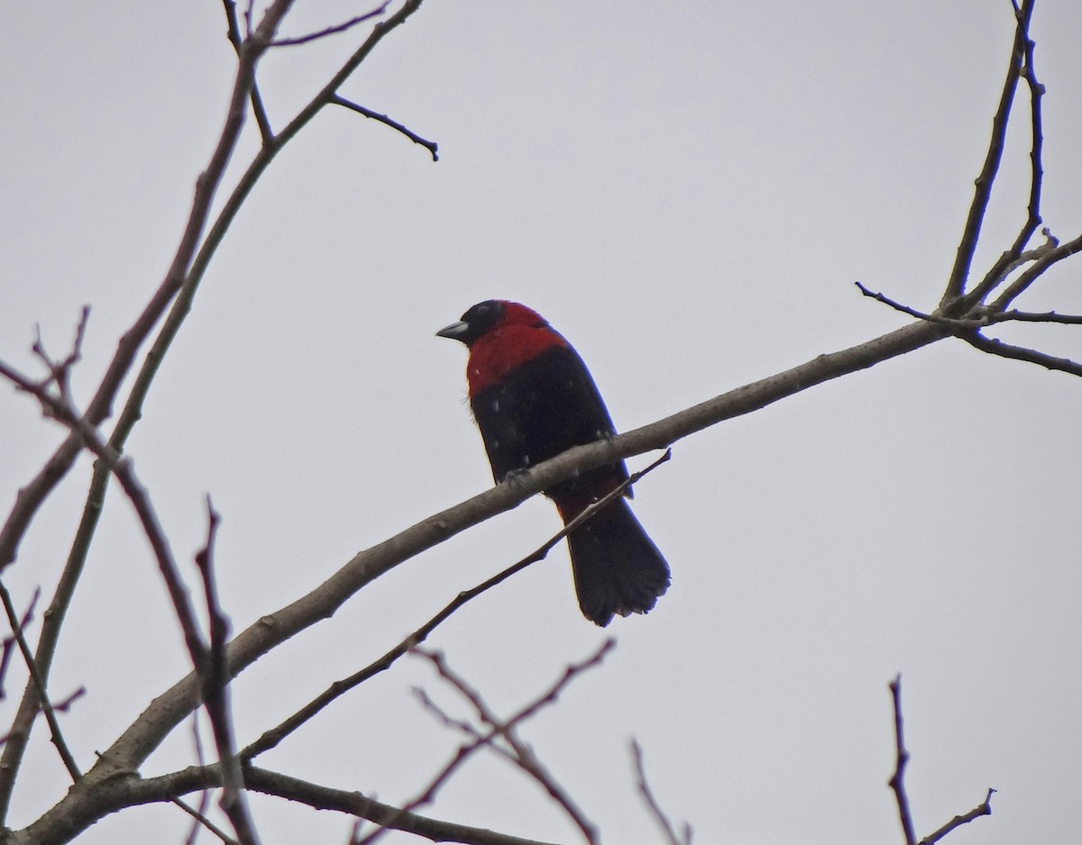 Crimson-collared Tanager - ML142692721