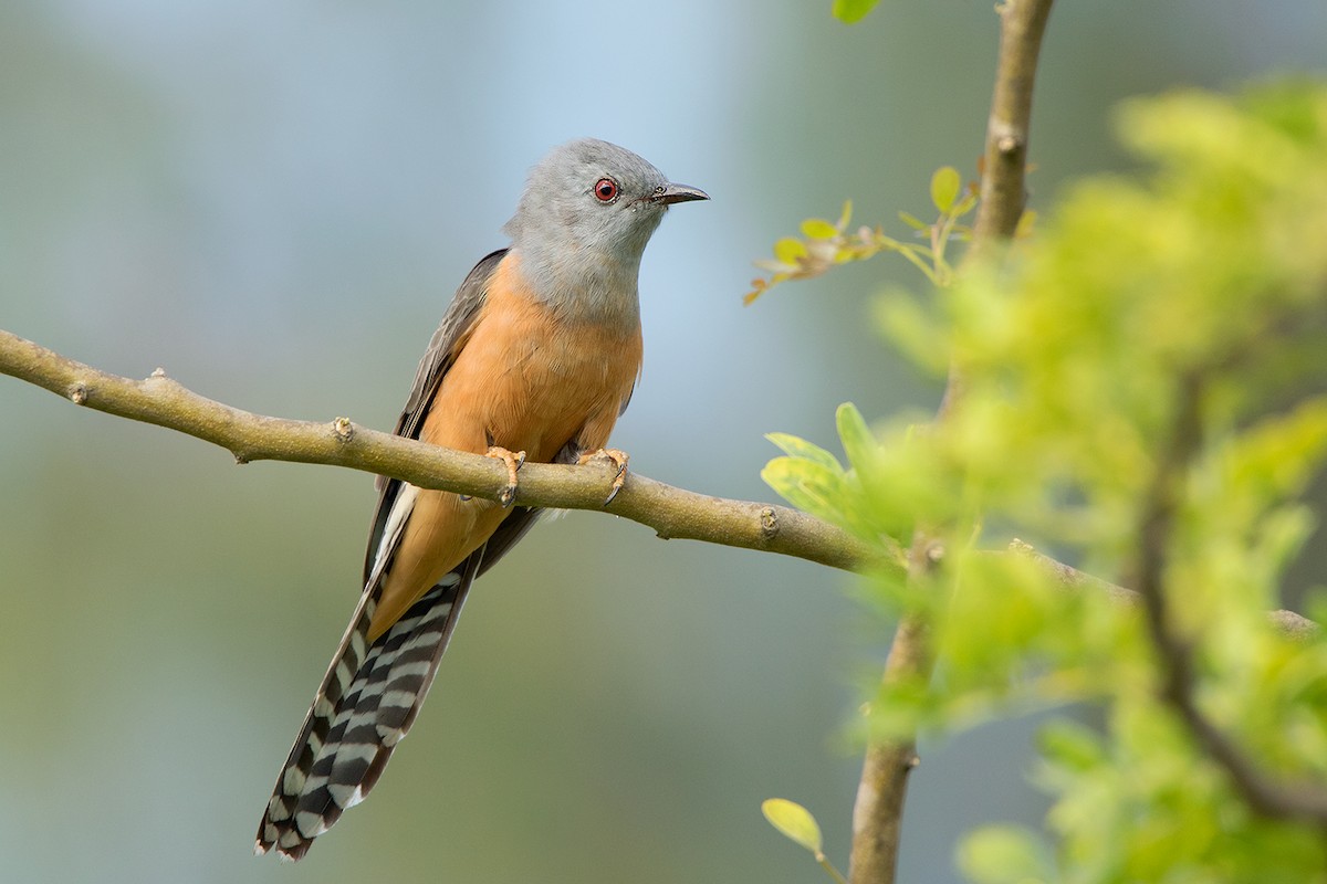 Plaintive Cuckoo - Ayuwat Jearwattanakanok