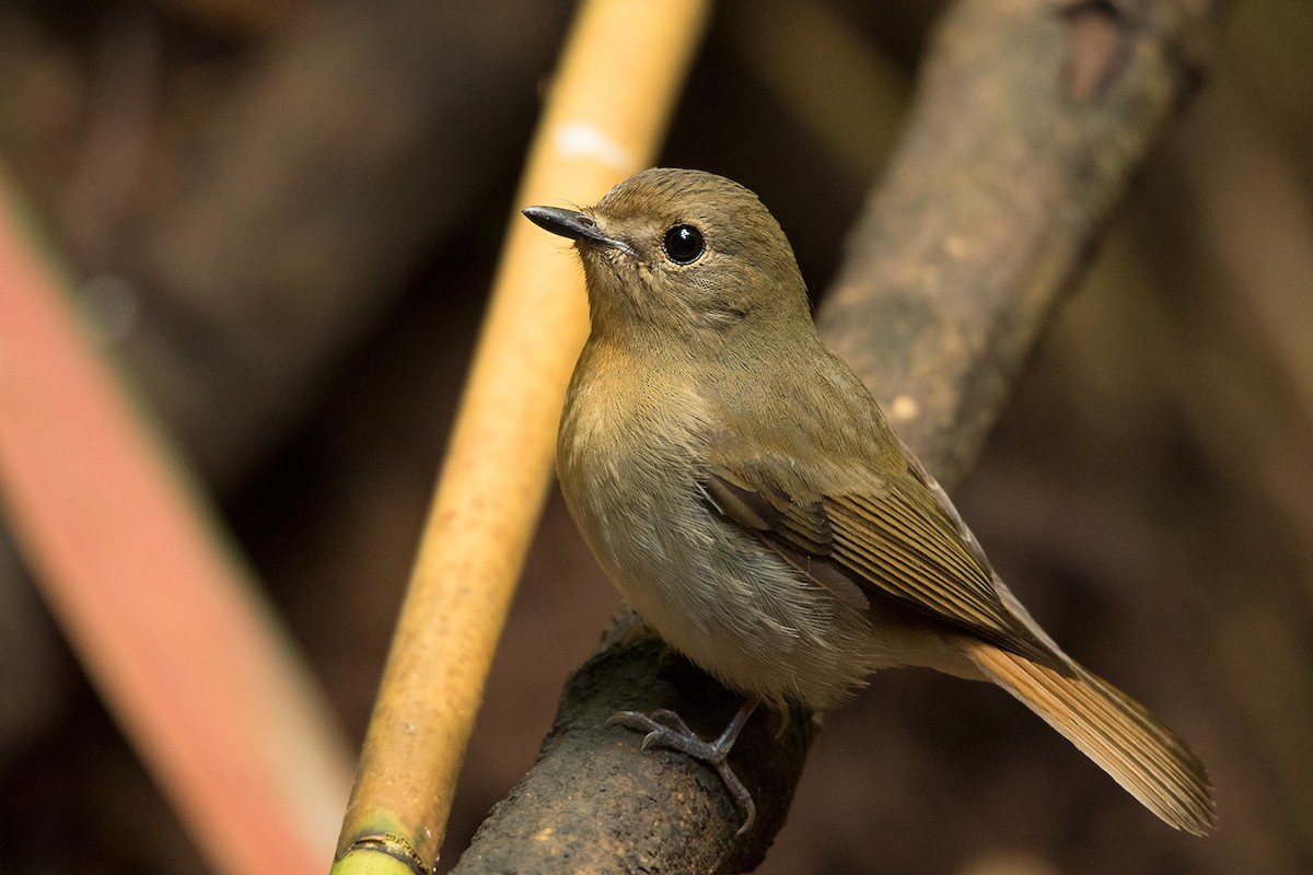 Chinese Blue Flycatcher - ML142693551