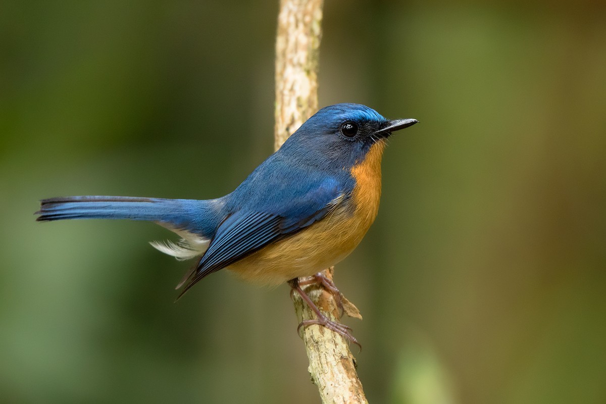 Hill Blue Flycatcher - ML142693621