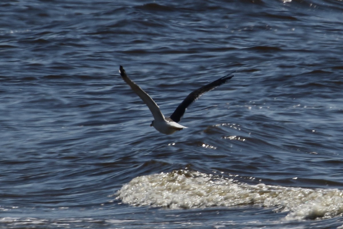 Lesser Black-backed Gull - Linda Pittman