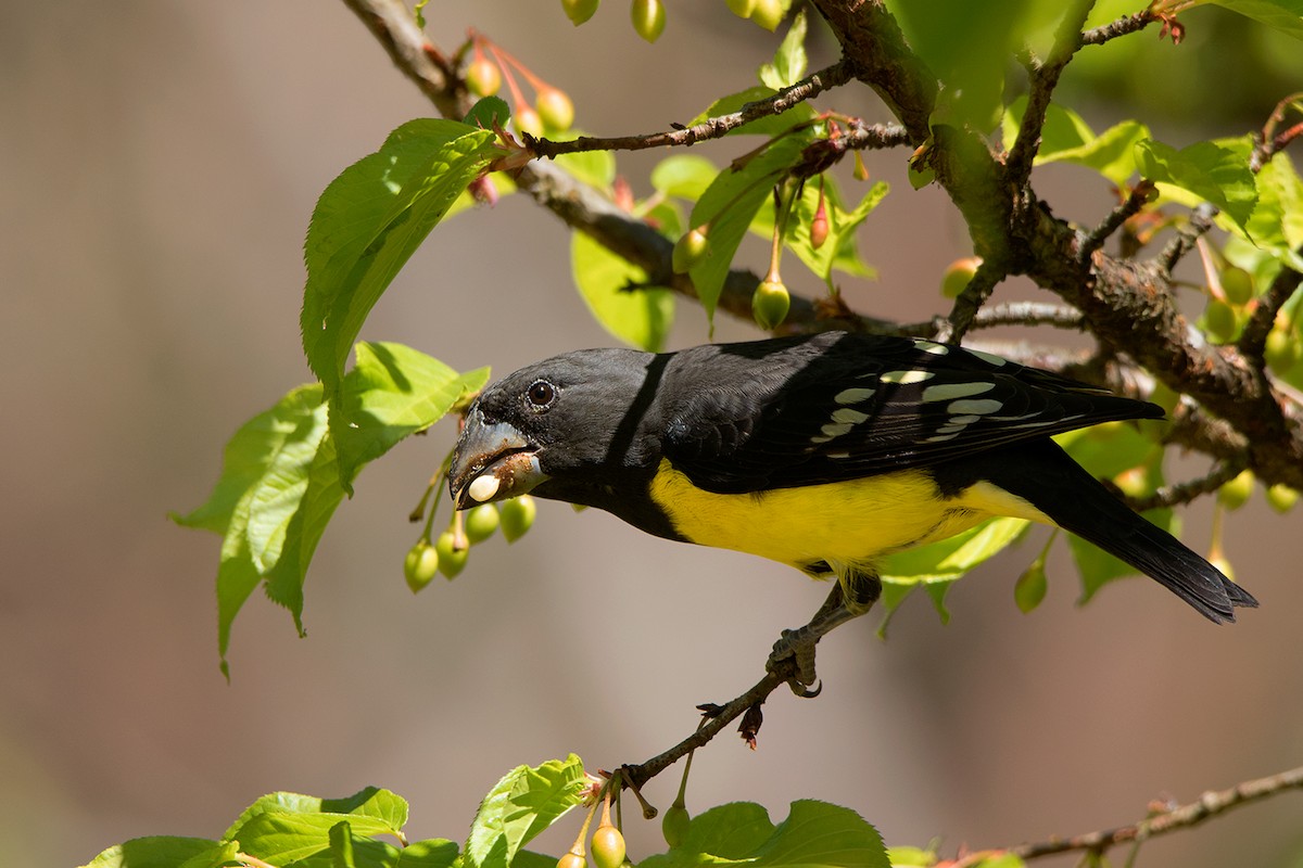 Spot-winged Grosbeak - ML142695191