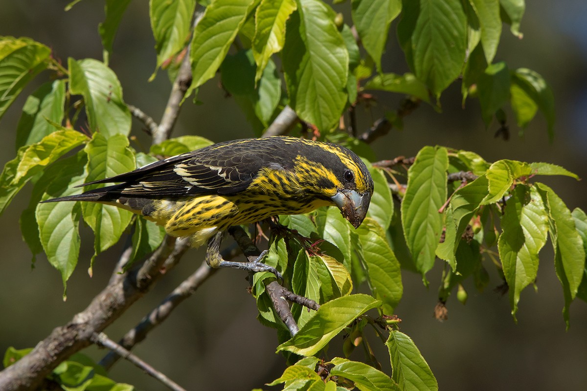 Spot-winged Grosbeak - ML142695231