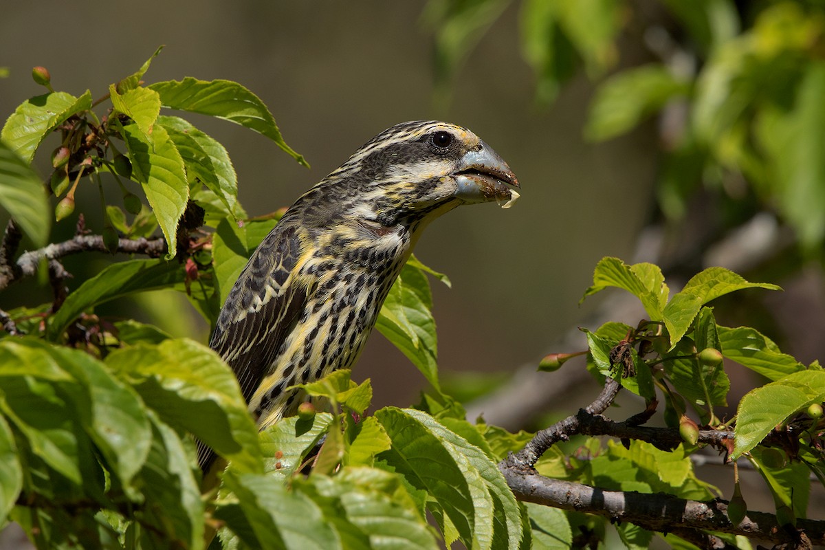 Spot-winged Grosbeak - ML142695241