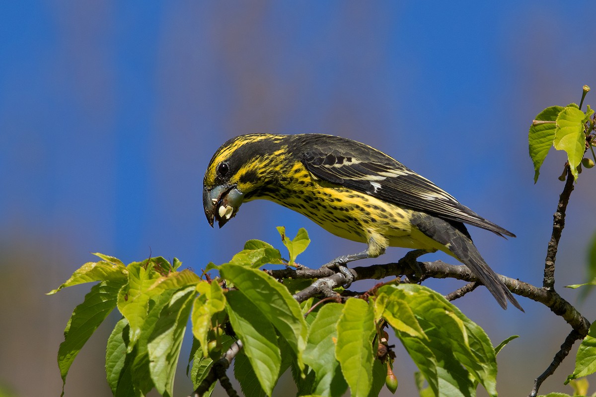 Spot-winged Grosbeak - ML142695331