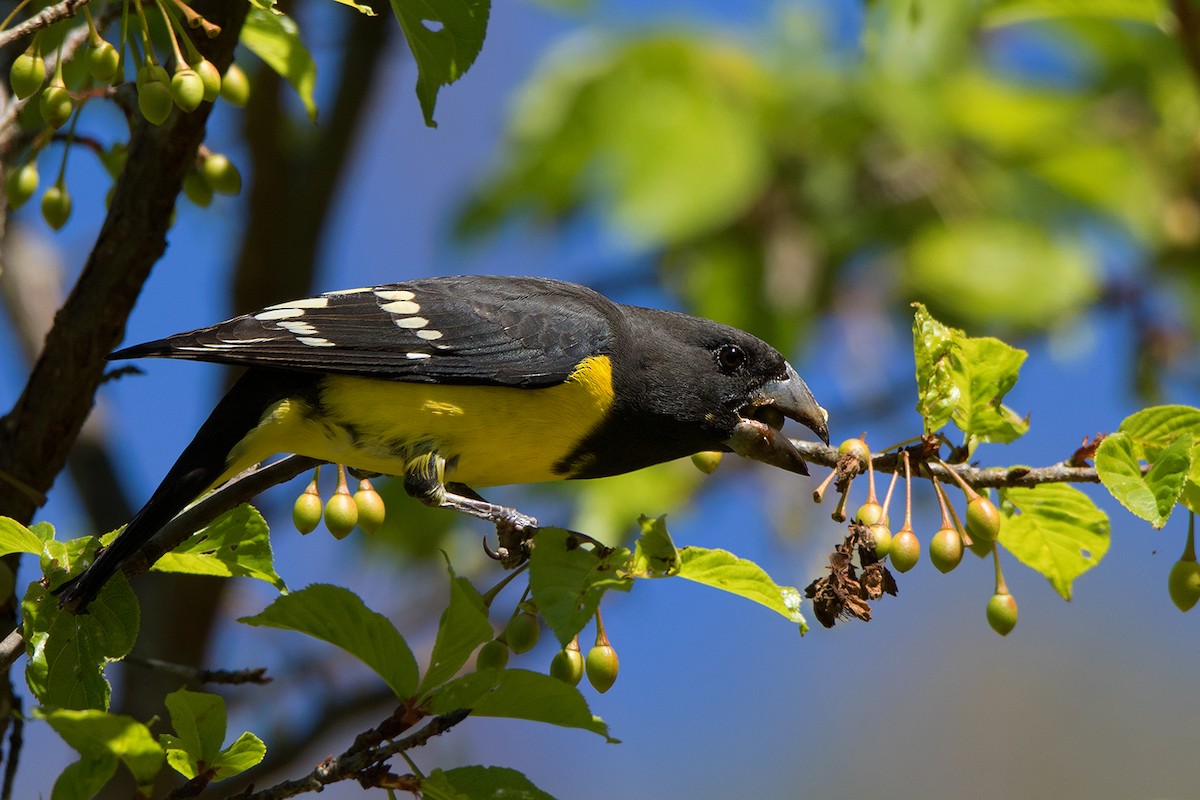Spot-winged Grosbeak - Ayuwat Jearwattanakanok