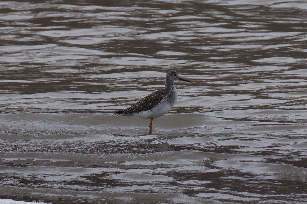 Greater Yellowlegs - ML142696061