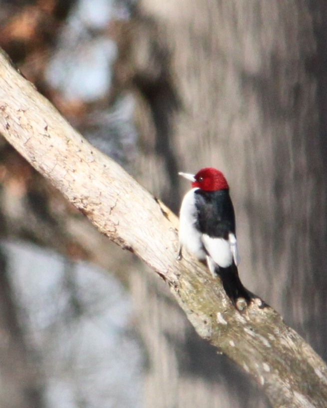 Red-headed Woodpecker - ML142699511