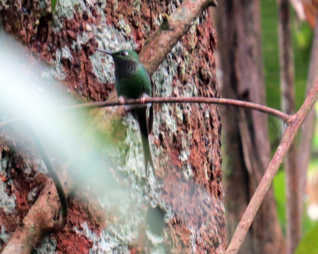 White-booted Racket-tail - ML142700161