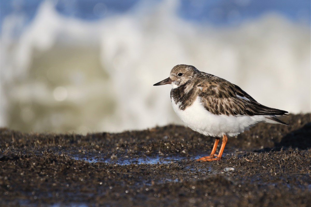 Ruddy Turnstone - Baxter Beamer
