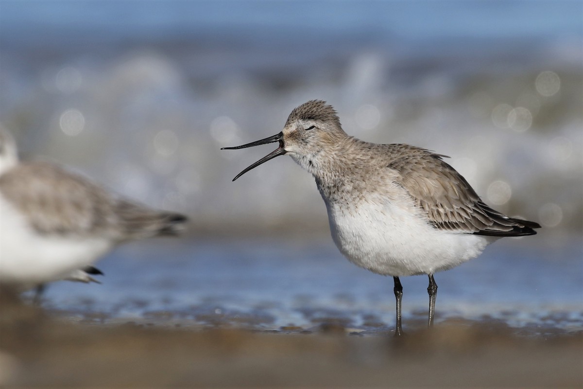 Dunlin - Baxter Beamer