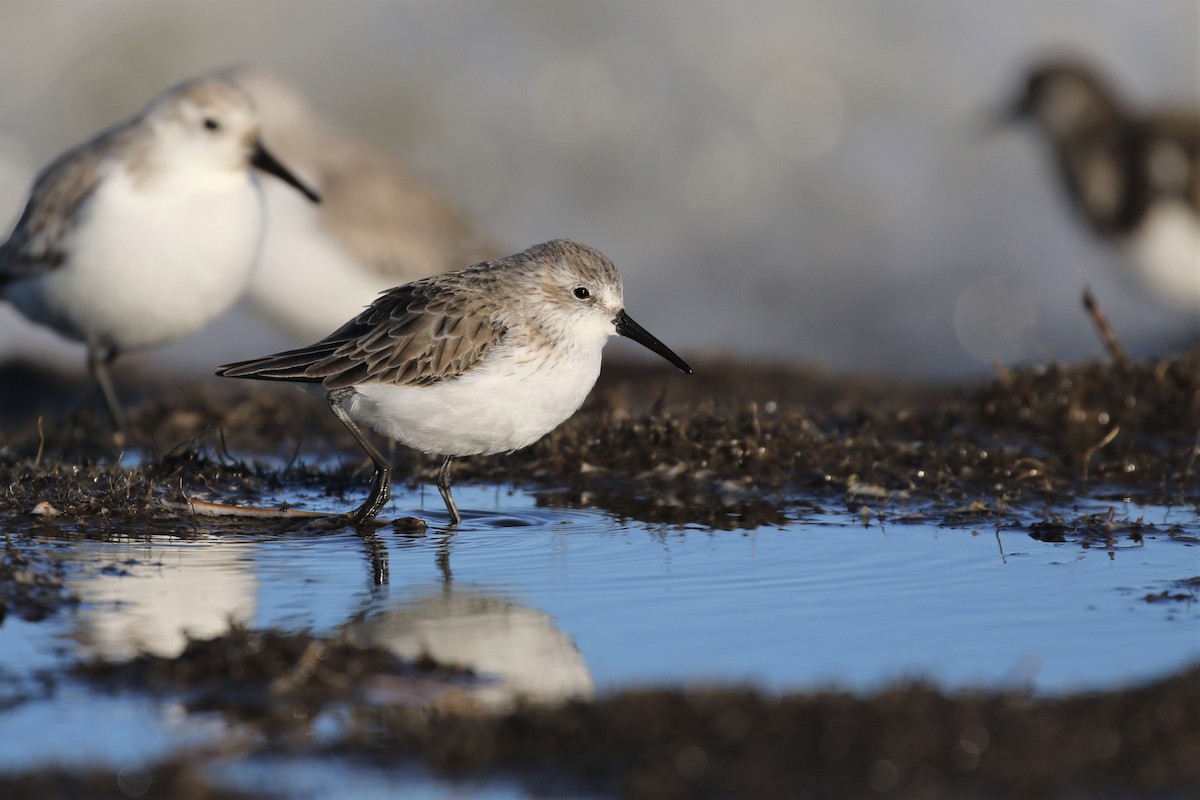 Western Sandpiper - Baxter Beamer
