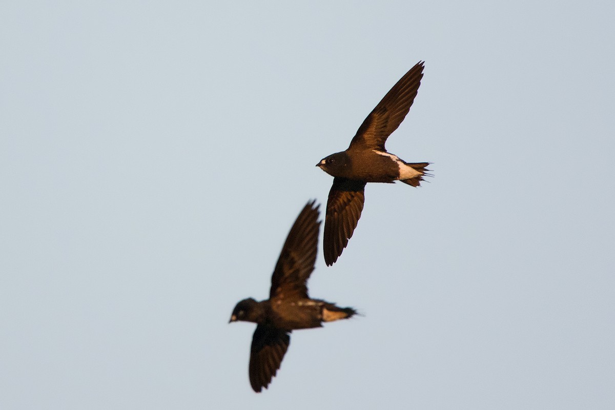 Brown-backed Needletail - ML142701111