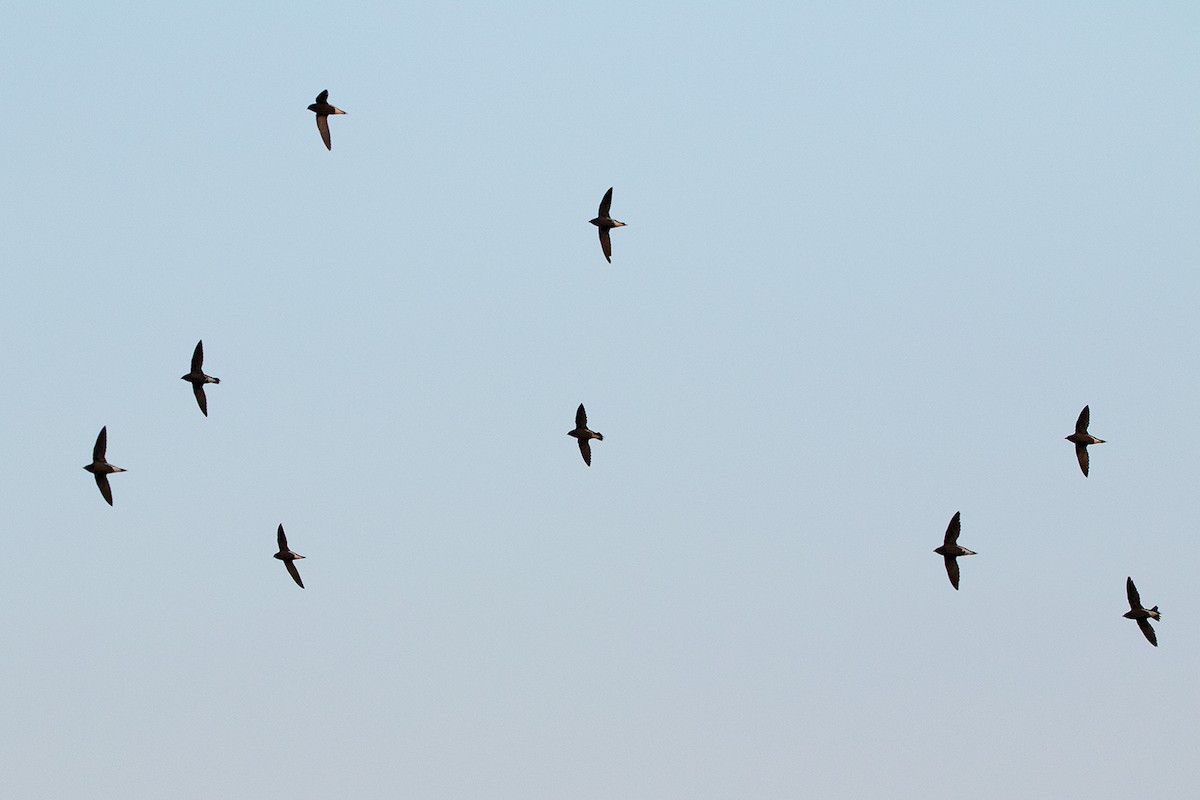 Brown-backed Needletail - ML142701121