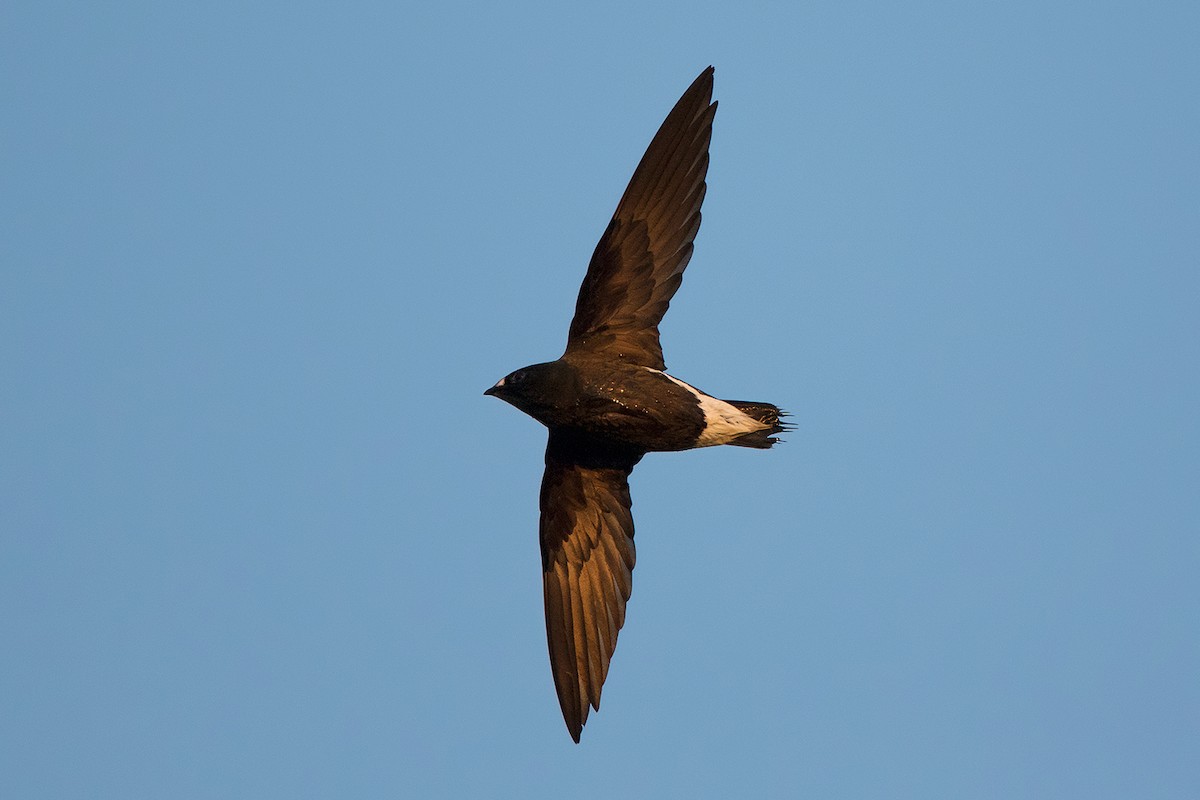 Brown-backed Needletail - Ayuwat Jearwattanakanok