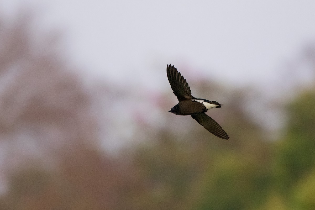 Brown-backed Needletail - ML142701141