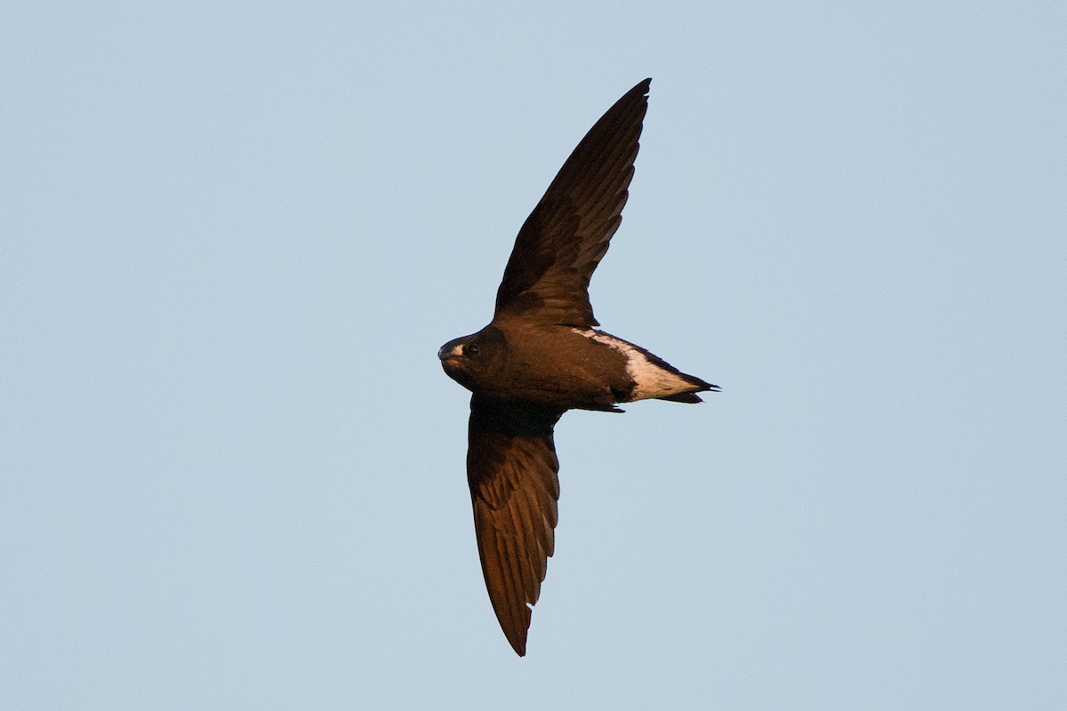 Brown-backed Needletail - ML142701151