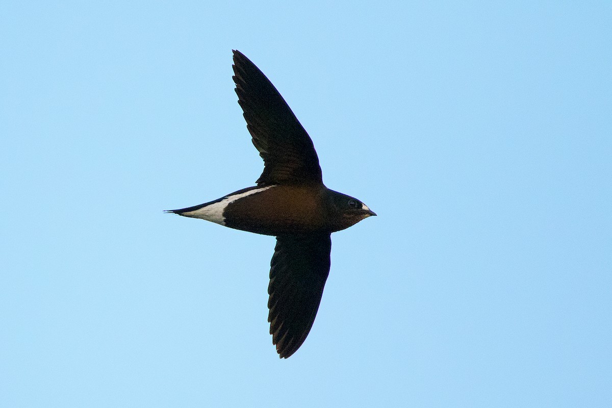 Brown-backed Needletail - ML142701161