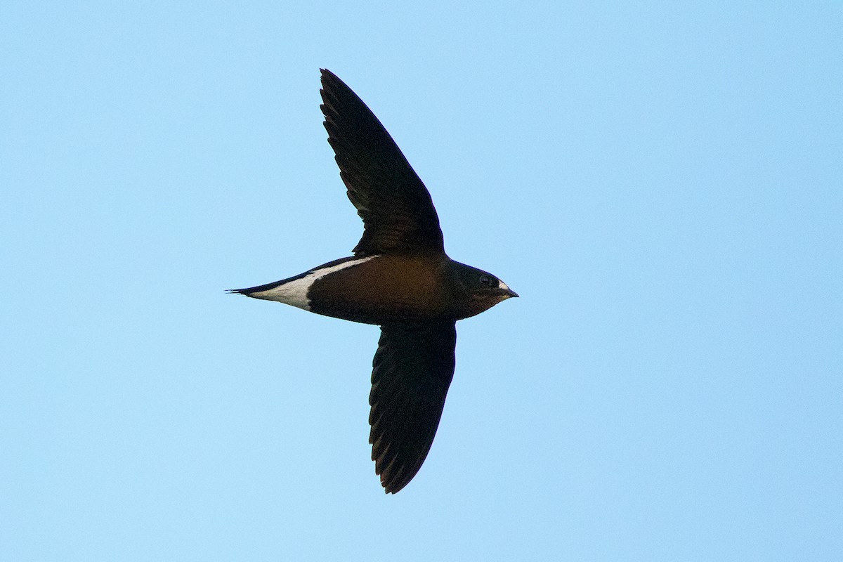 Brown-backed Needletail - Ayuwat Jearwattanakanok