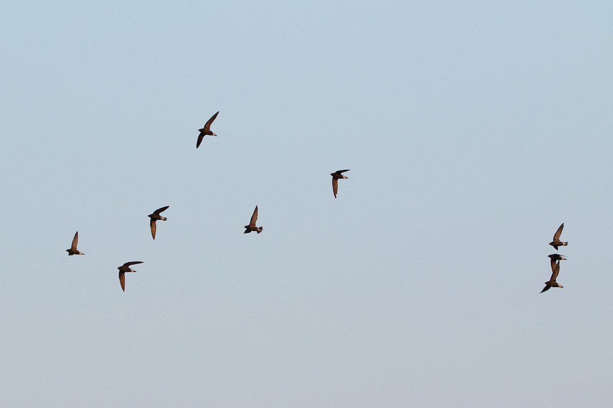 Brown-backed Needletail - ML142701181