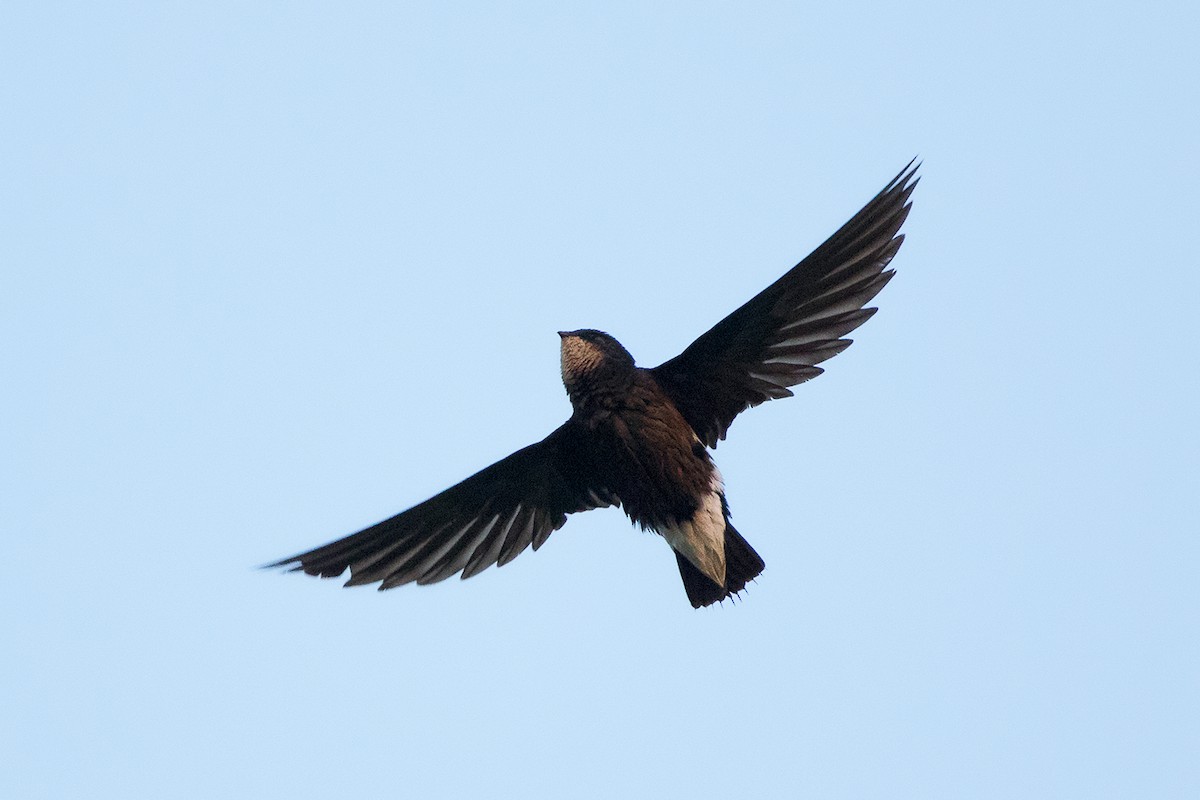 Silver-backed Needletail - Ayuwat Jearwattanakanok