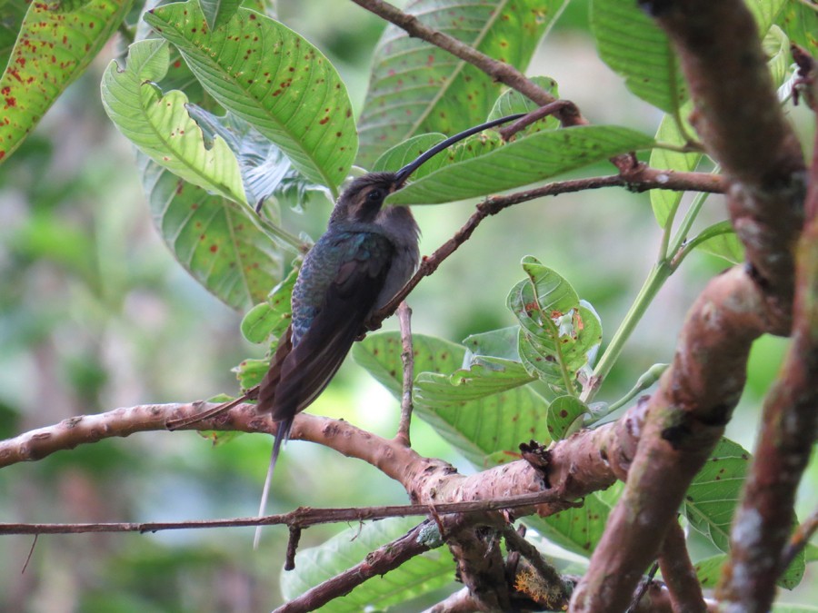 Светлобрюхий колибри-отшельник - ML142701951