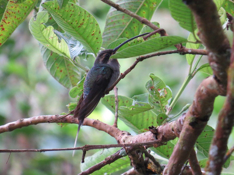 Pale-bellied Hermit - ML142701951