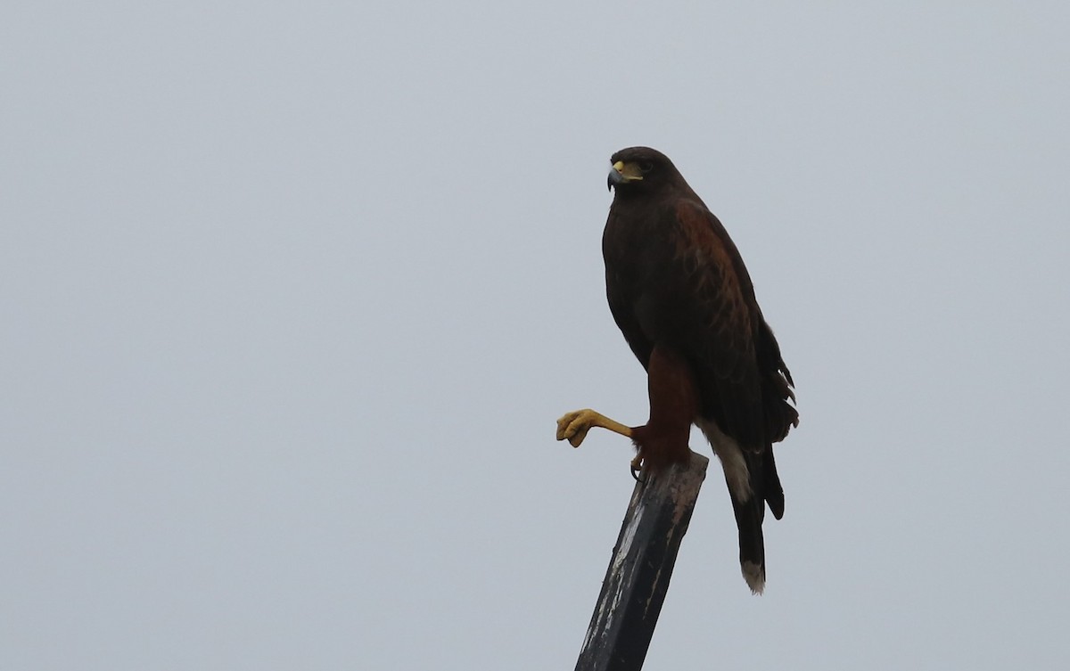 Harris's Hawk - ML142703921