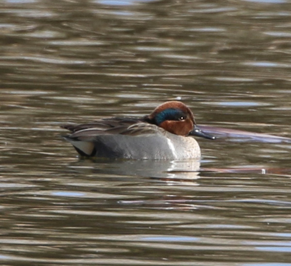 Green-winged Teal - ML142705991
