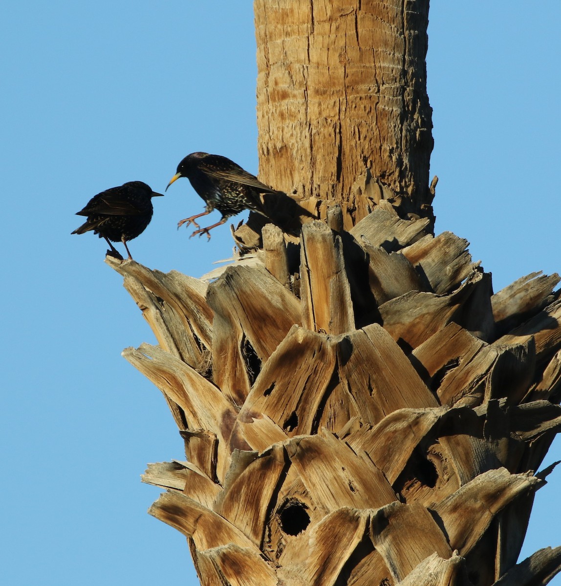 European Starling - Mike "mlovest" Miller