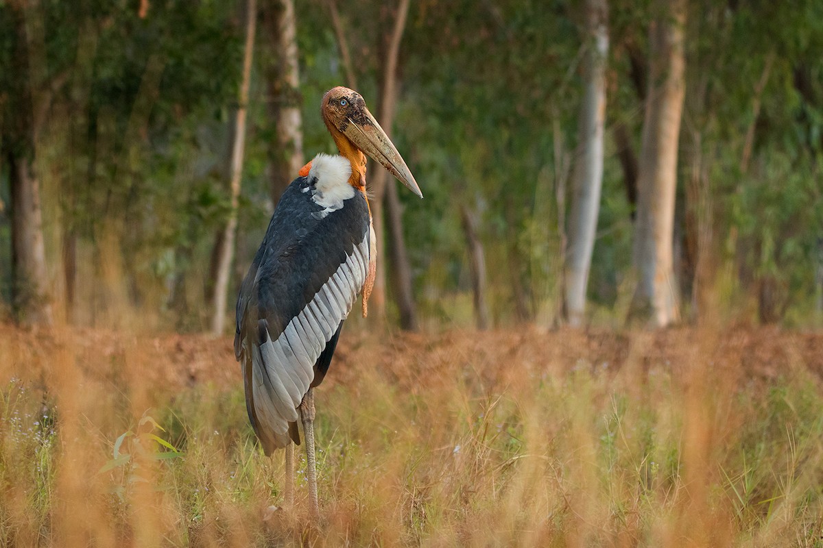 Greater Adjutant - Ayuwat Jearwattanakanok