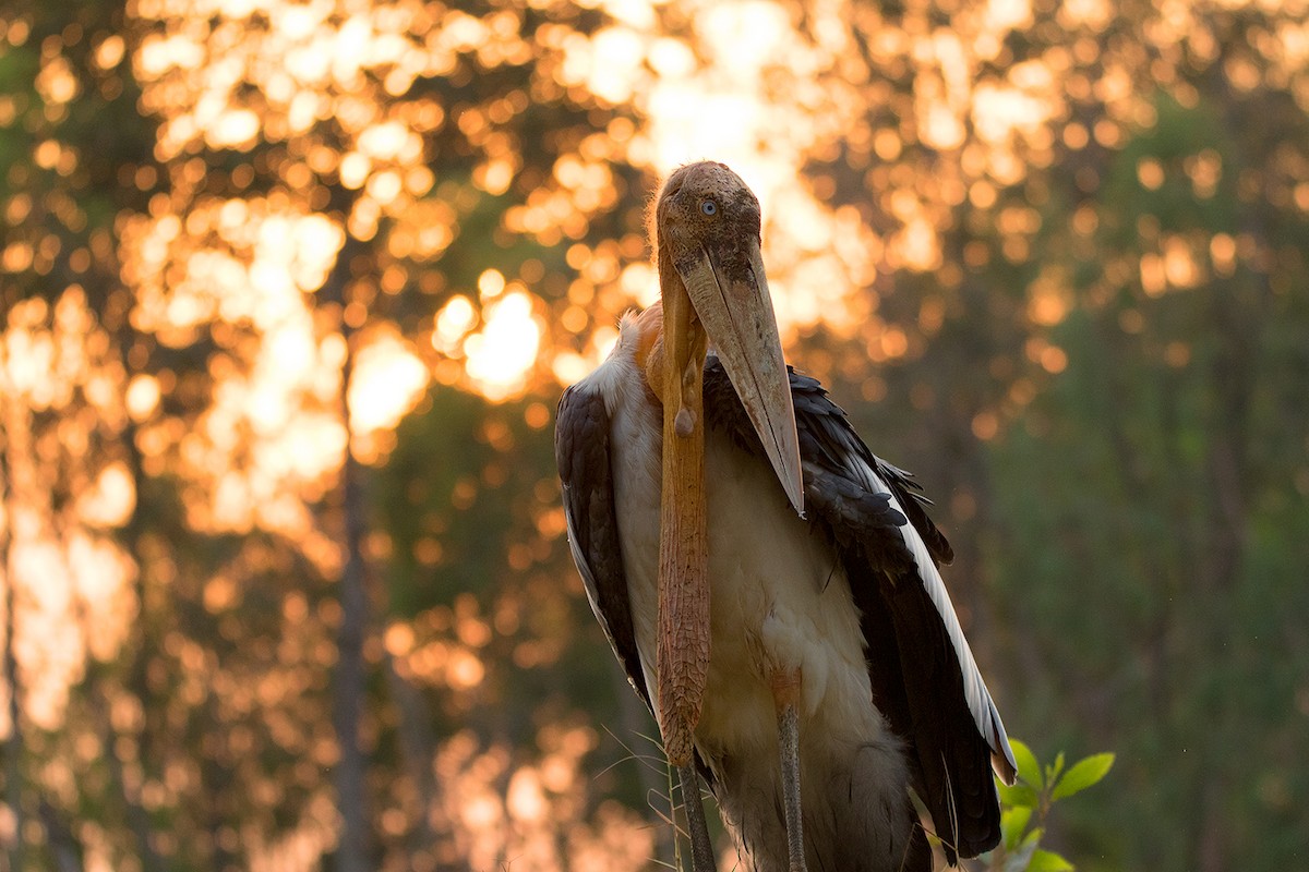 Greater Adjutant - Ayuwat Jearwattanakanok