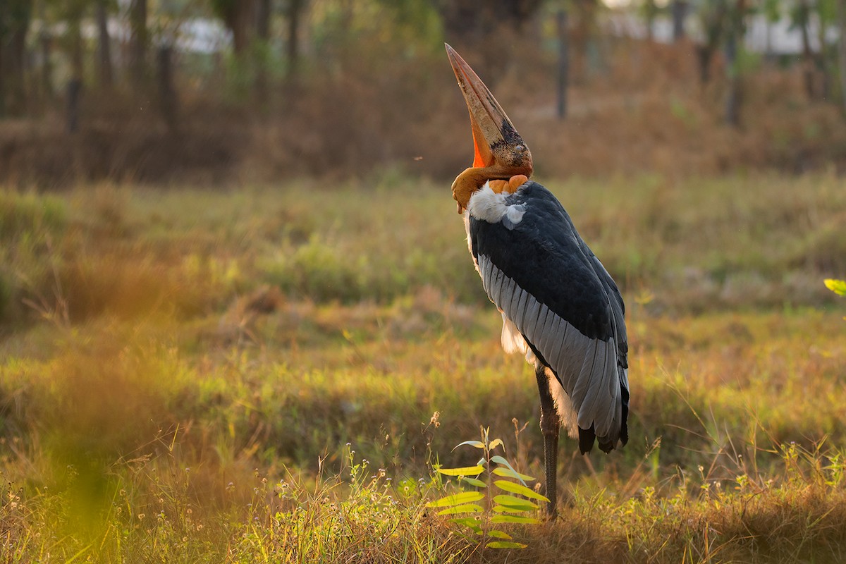 Greater Adjutant - Ayuwat Jearwattanakanok