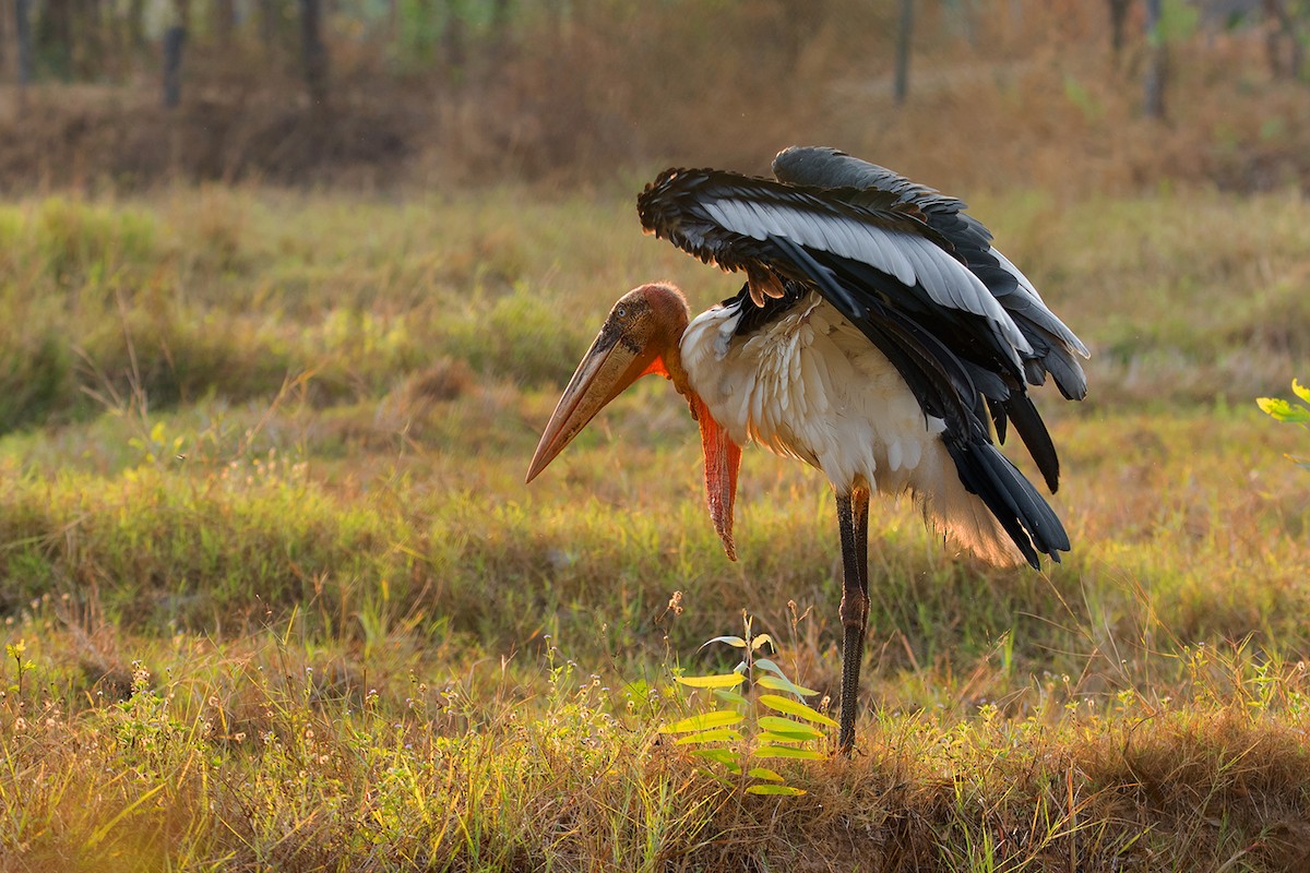 Greater Adjutant - Ayuwat Jearwattanakanok