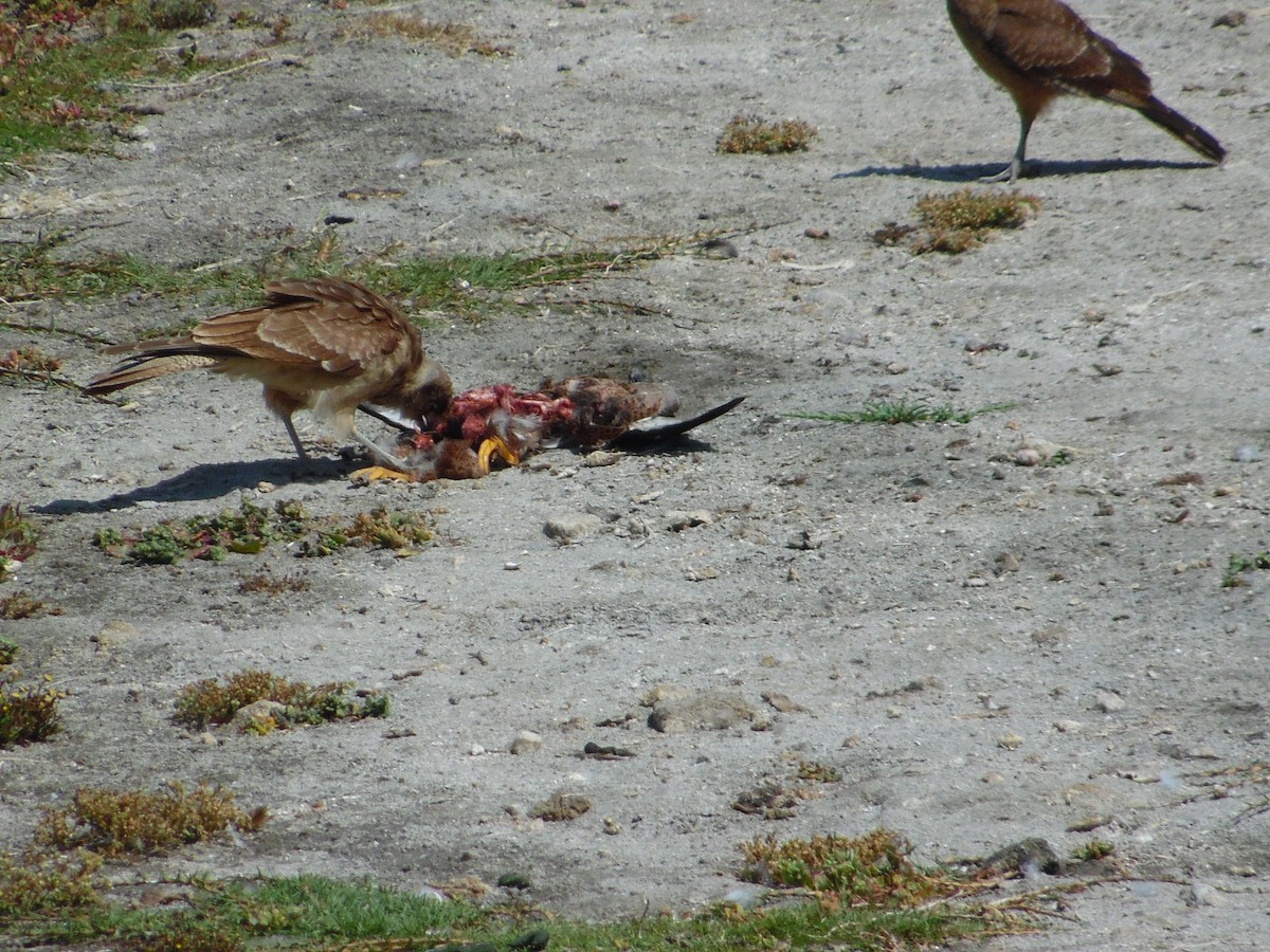 Chimango Caracara - Matías Cortés